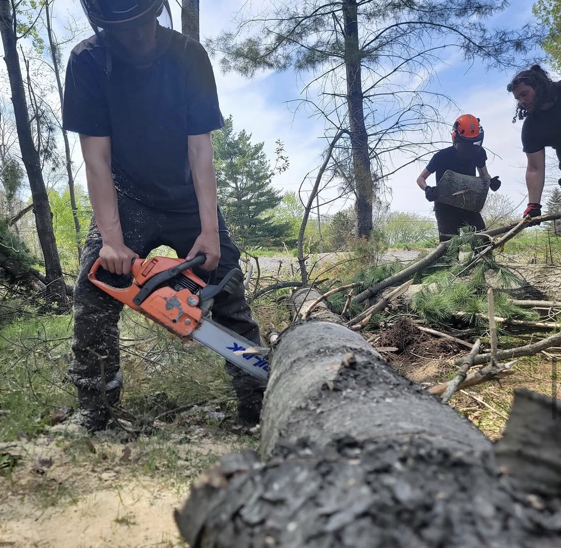 Tree2Cut arborist working on site