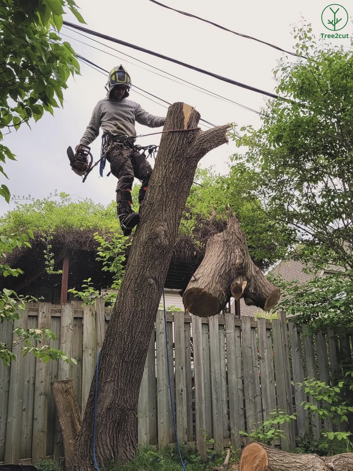 Tree2Cut responding to urgent tree work in Gatineau