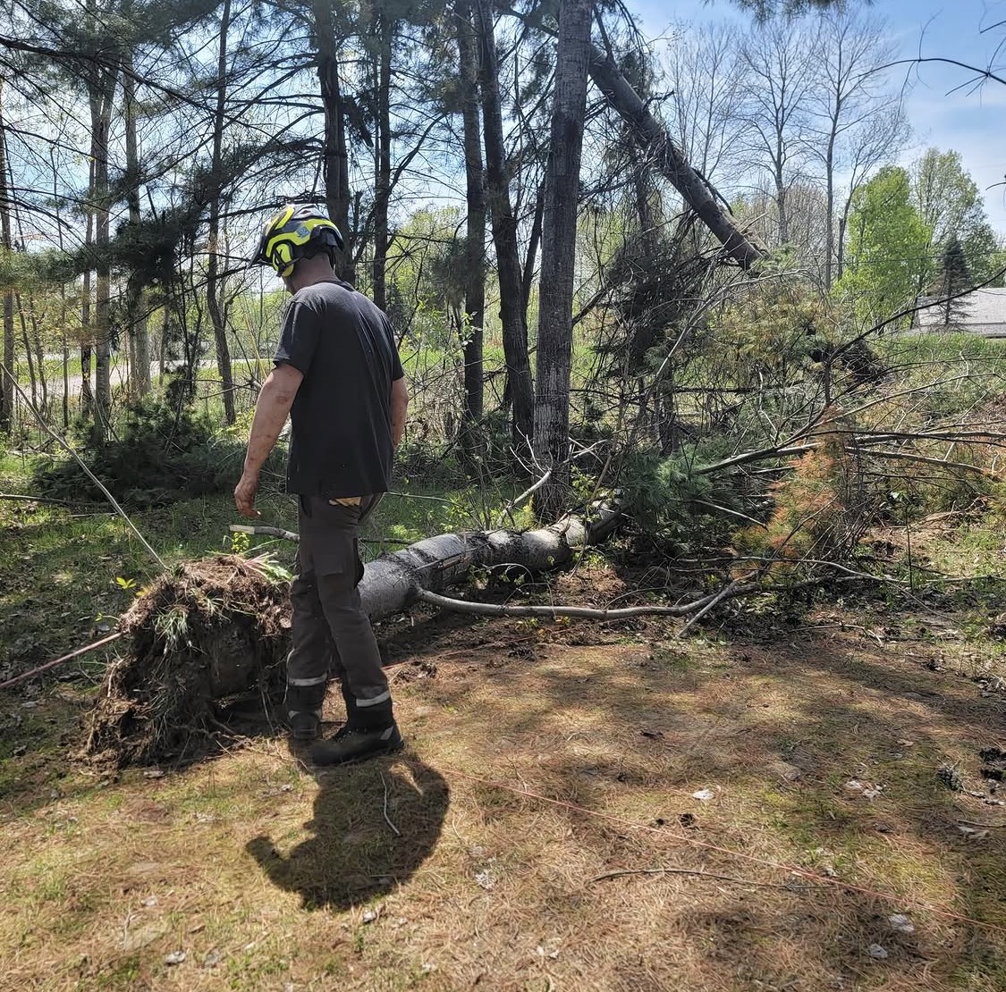 Emergency Tree Service 24/7